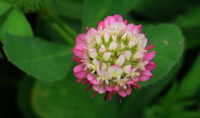 Kiryat-Bialik_8-4-2025 (24).JPG