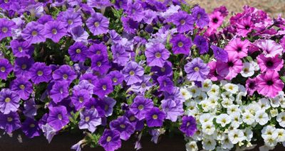 Flowers 2025