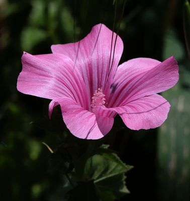 Flowers 2025