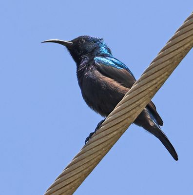 Birds 2025