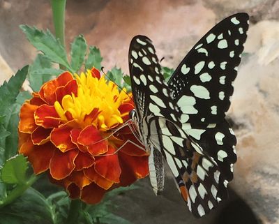 Butterflies