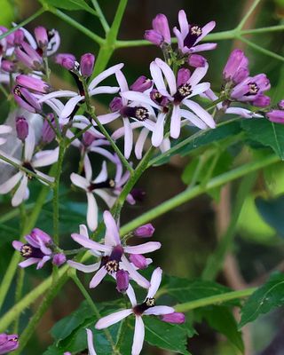 Oranim-Botanical-Garden