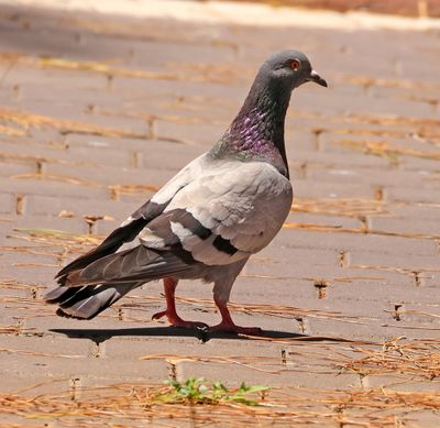 Birds 2025