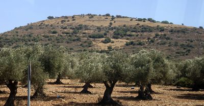 Lower Galil