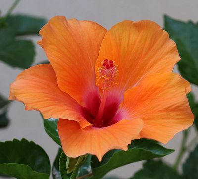 Flowers 2025