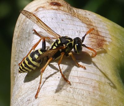 Insects