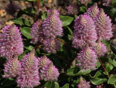 Flowers 2019