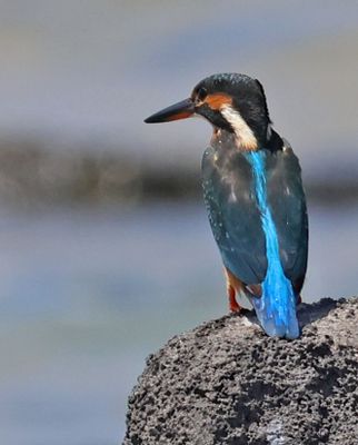 Birds 2025