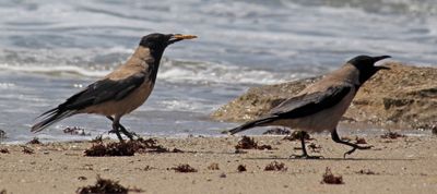Birds-2022