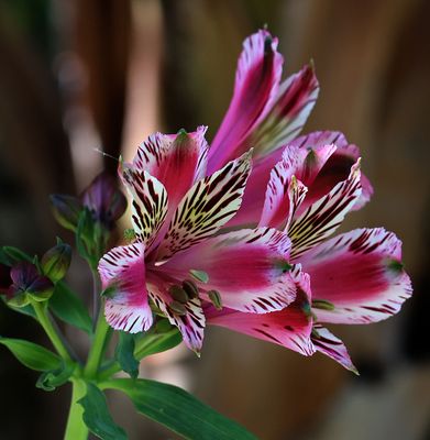 Oranim-Botanical-Garden_15-4-2025 (17).JPG