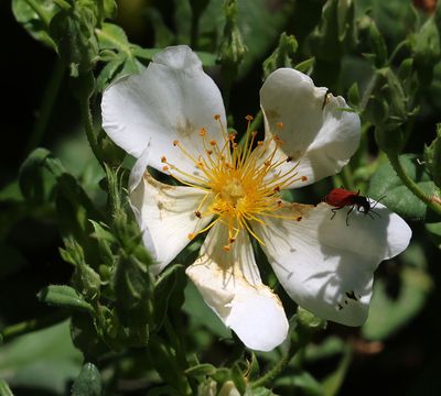 Oranim-Botanical-Garden