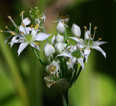 Flowers 2025