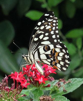 Home-Garden_9-8-2025 (37).JPG
