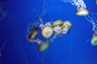 Jerusalem Aquarium
