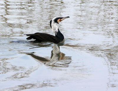 Birds 2025