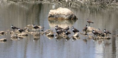 Ein-Afek_18-9-2025 (8).JPG