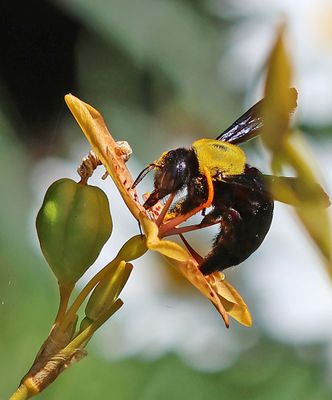 Insects