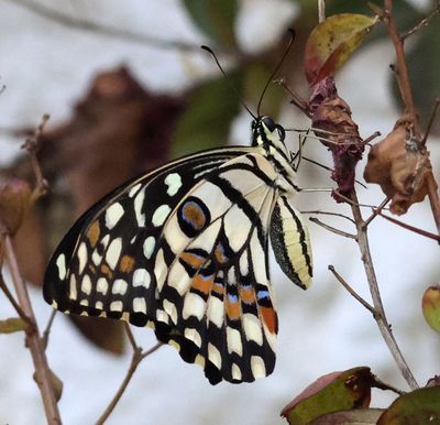 Butterflies