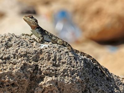 Reptiles