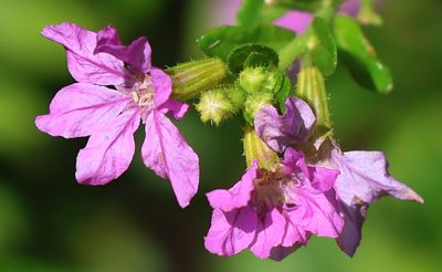 Flowers 2025