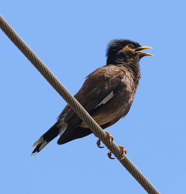 Home-Garden_20-7-2025 (3).JPG