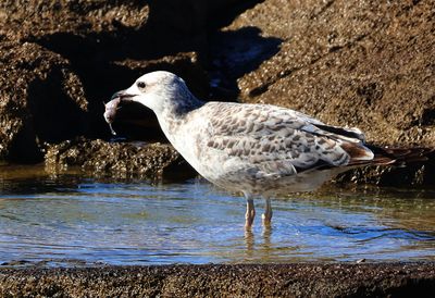 Nahariya_10-10-2025 (62).JPG