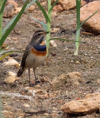 Ako_5-11-2025 (53).JPG