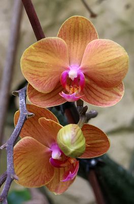 Jerusalem-Botanical-Garden