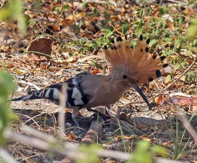 Kiryat-Motskin_28-9-2025 (5).JPG