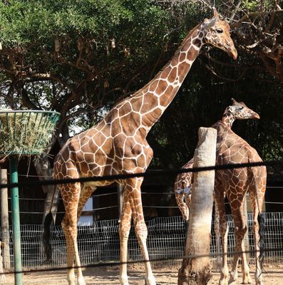 Kiryat Motskin Zoo