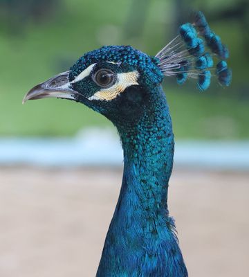 Zoo-Botanical Garden Nahariya