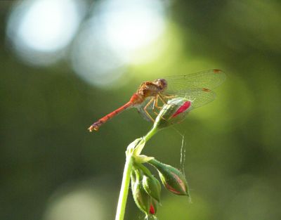 orange dragonfly 3_edited-1.jpg by j_person