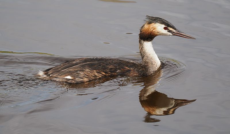 Great-crested Grebe