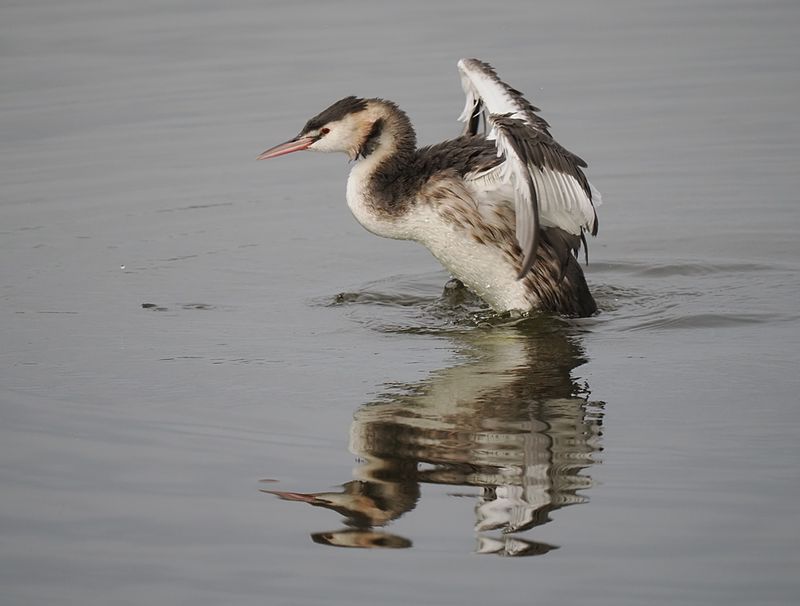 Great Crested Grebe