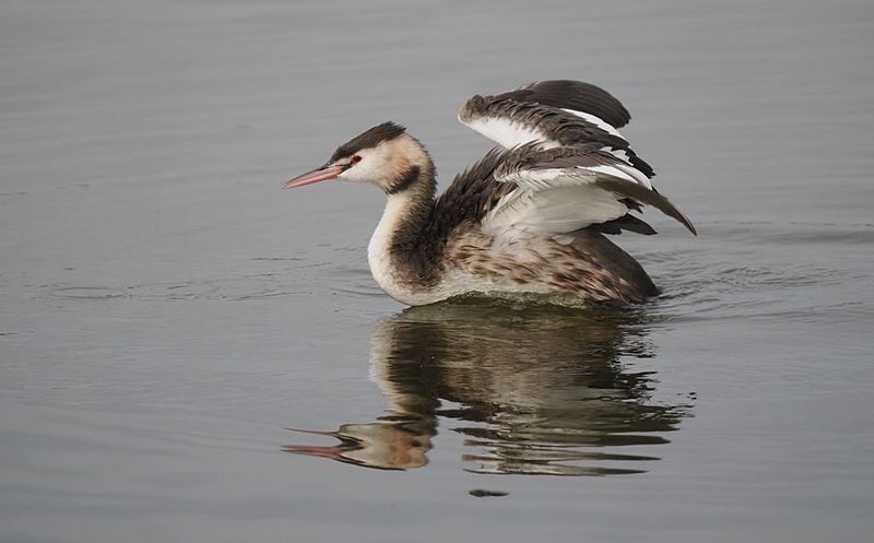 Great Crested Grebe