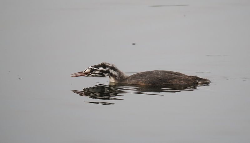 Great Crested Grebe
