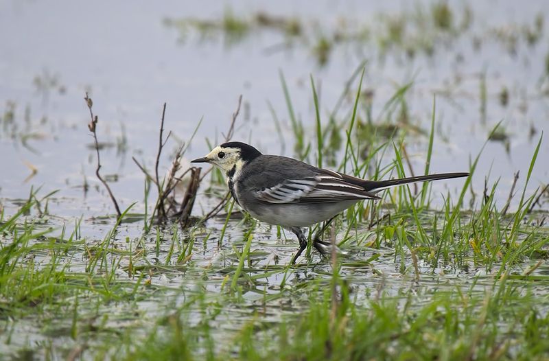 Pied Wagtail