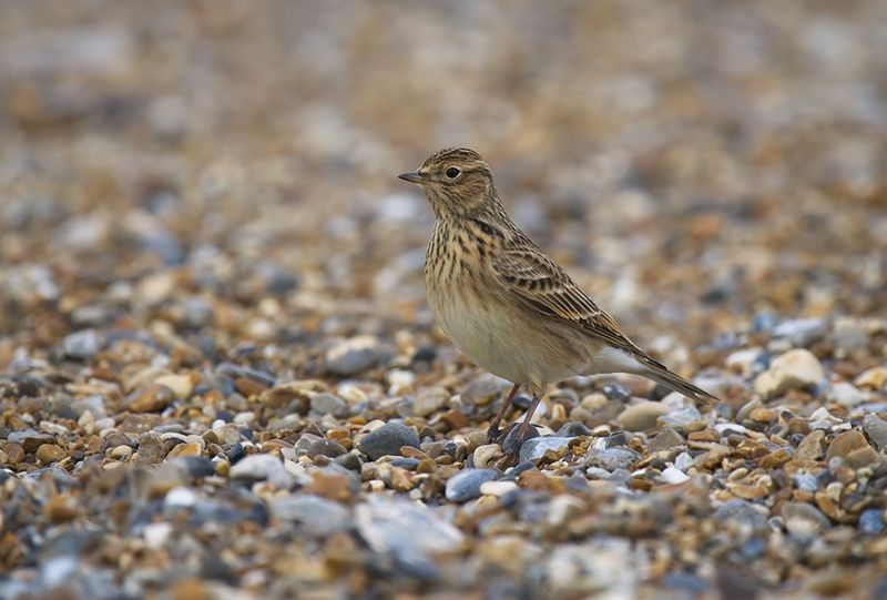 Skylark