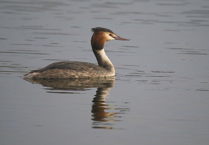 Great Crested Grebe