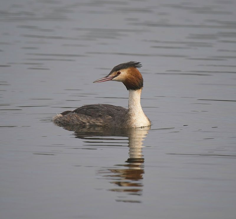 Great Crested Grebe