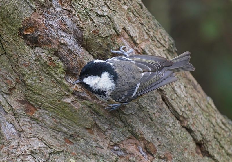 Coal Tit