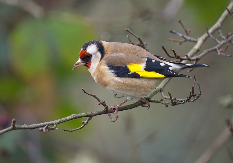 Goldfinch
