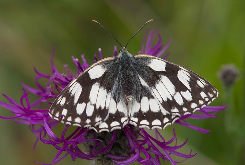 Marbled White