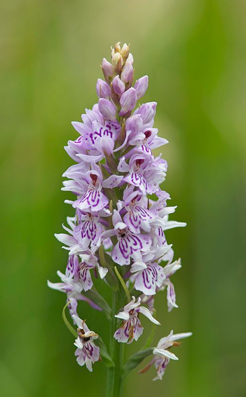 Common Spotted Orchid