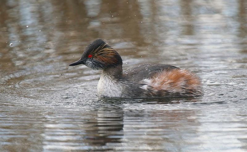 Black-necked Grebe