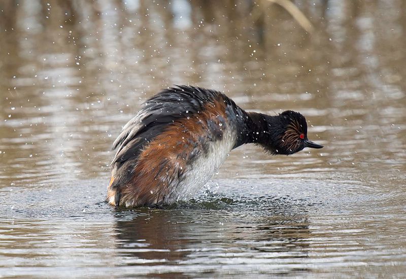Black-necked Grebe