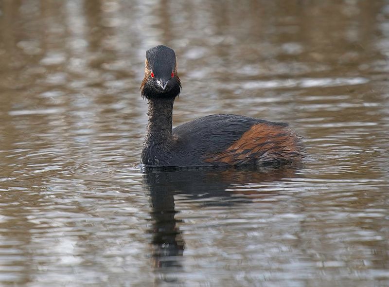 Black-necked Grebe