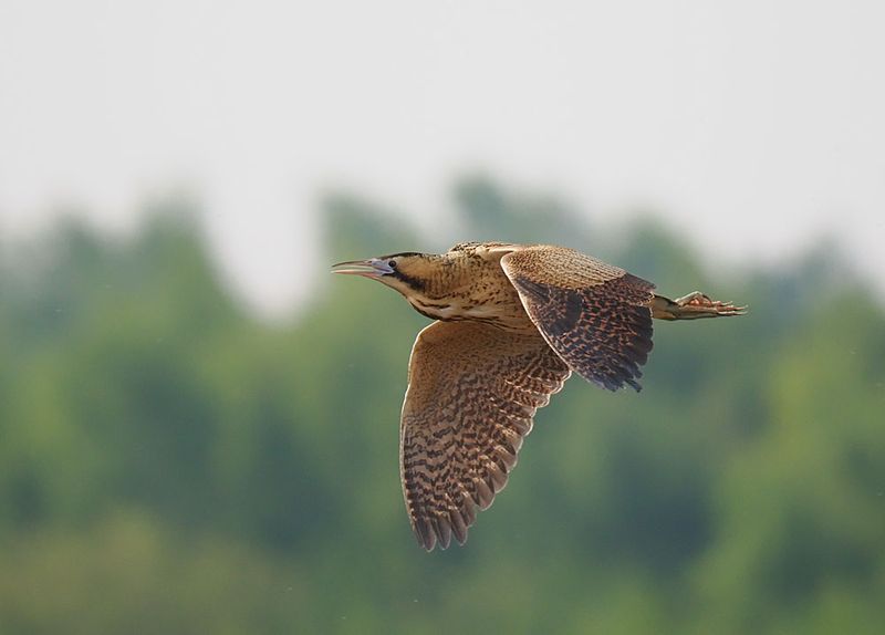 Bittern