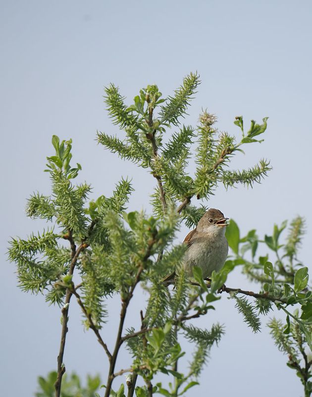 Reed Warbler
