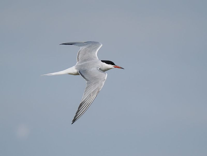 Common Tern
